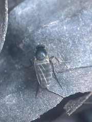 Phorinae