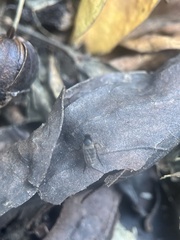 Phorinae
