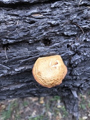 Gymnopilus ventricosus