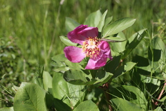 Paeonia broteri