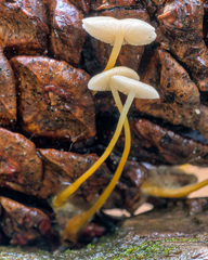 Strobilurus albipilatus