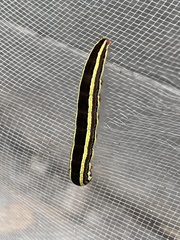 Trichordestra legitima