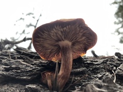 Gymnopilus ventricosus