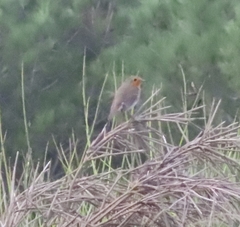 Erithacus rubecula rubecula