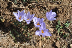 Crocus pulchellus
