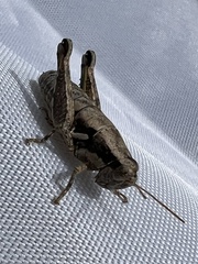 Paraidemona