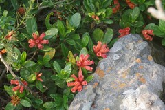 Burchellia bubalina