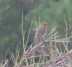 Erithacus rubecula rubecula