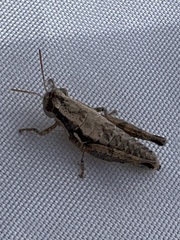 Paraidemona