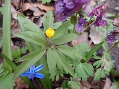 Anemonoides ranunculoides