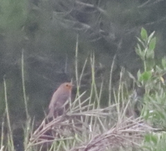 Erithacus rubecula rubecula