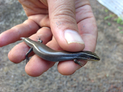 Plestiodon tetragrammus
