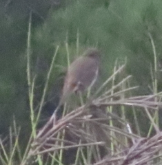 Erithacus rubecula rubecula