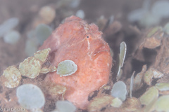 Antennarius commerson
