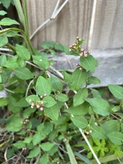 Malpighia glabra