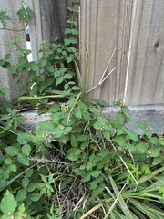 Malpighia glabra