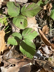 Rubus hispidus