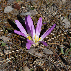 Colchicum montanum