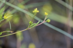 Ranunculus flammula