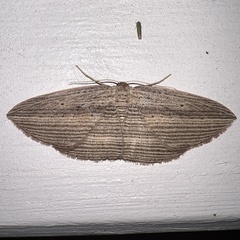 Epiphryne verriculata