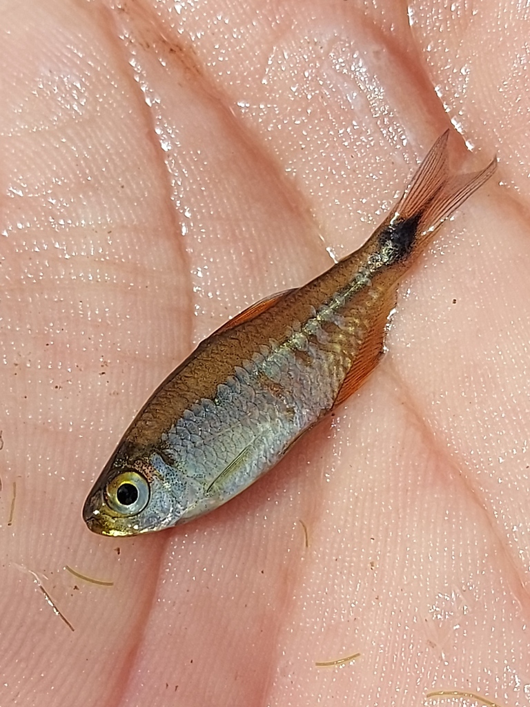 Tetra (Serrapinnus piaba) — Characidae