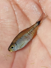 Serrapinnus piaba