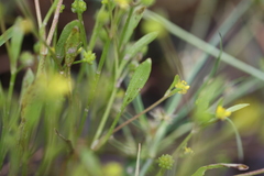 Ranunculus flammula