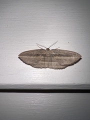 Epiphryne verriculata