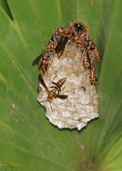 Polistes bahamensis
