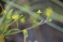 Ranunculus flammula