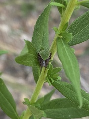 Araneus detrimentosus