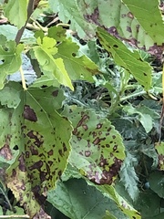 Cercospora moricola