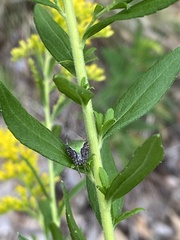 Araneus detrimentosus