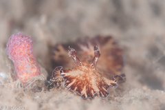 Discodoris boholiensis