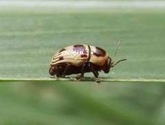 Cryptocephalus trizonatus