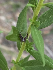 Araneus detrimentosus
