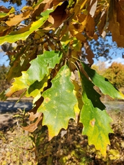 Quercus muehlenbergii