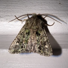 Ichneutica plena