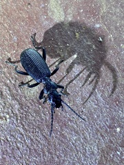 Anthiinae