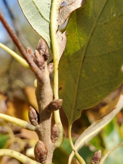 Quercus muehlenbergii