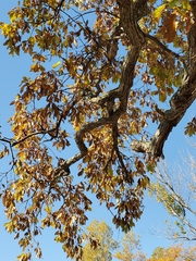 Quercus muehlenbergii