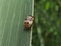 Cryptocephalus trizonatus