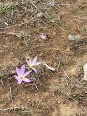 Colchicum filifolium