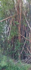 Bambusa vulgaris