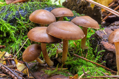 Psathyrella bipellis