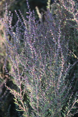 Suaeda confusa