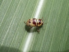 Cryptocephalus trizonatus