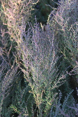 Suaeda confusa
