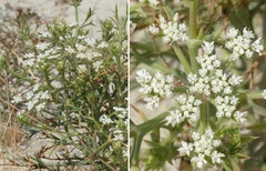Echinophora spinosa