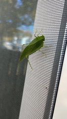 Microcentrum retinerve